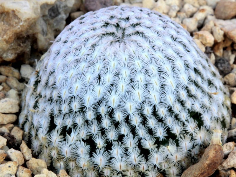 Mammillaria sanchez-mejoradae 