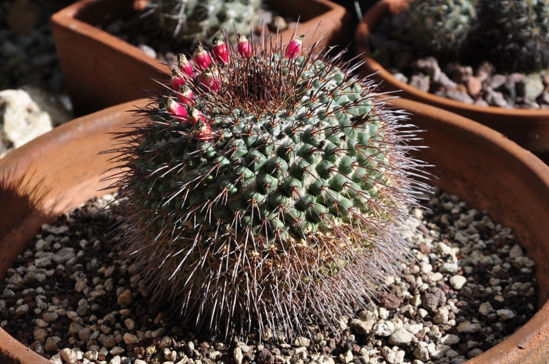 Mammillaria craigii ROG 644
