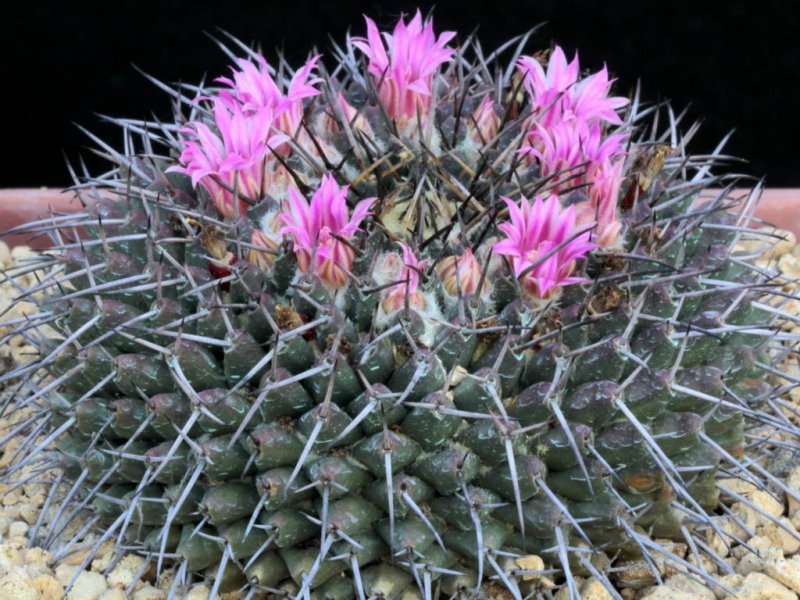 Mammillaria amajacensis 