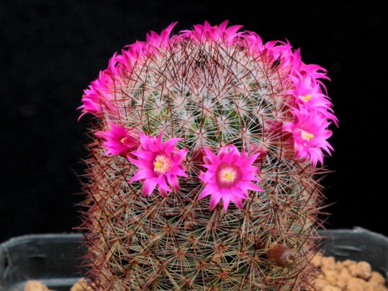 Mammillaria centraliplumosa 