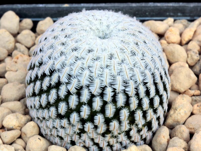 Mammillaria pectinifera 