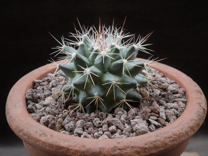 Mammillaria euthele 