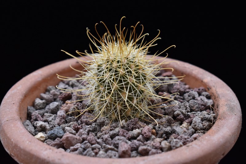 Mammillaria cerralboa LAU 39