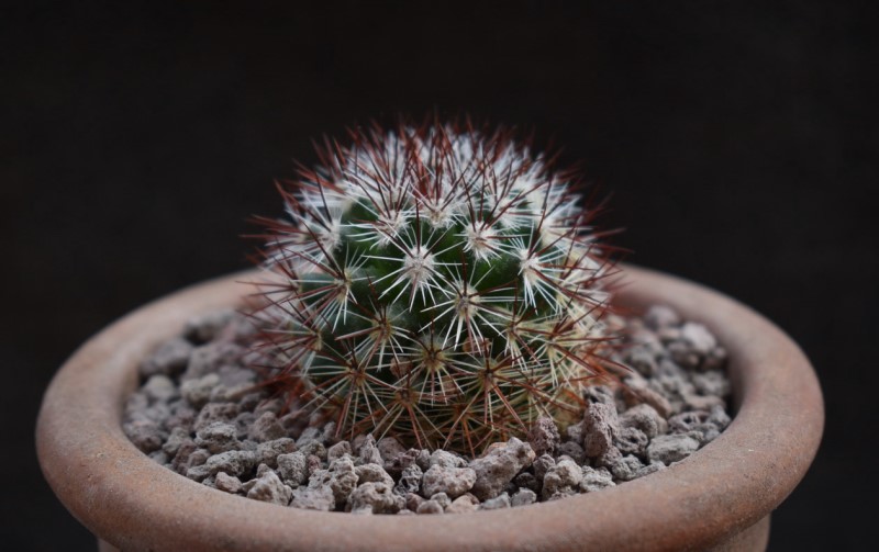 Mammillaria centraliplumosa REP 769