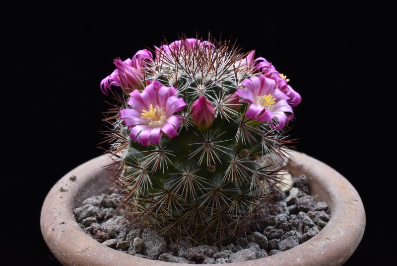 Mammillaria centraliplumosa REP 769