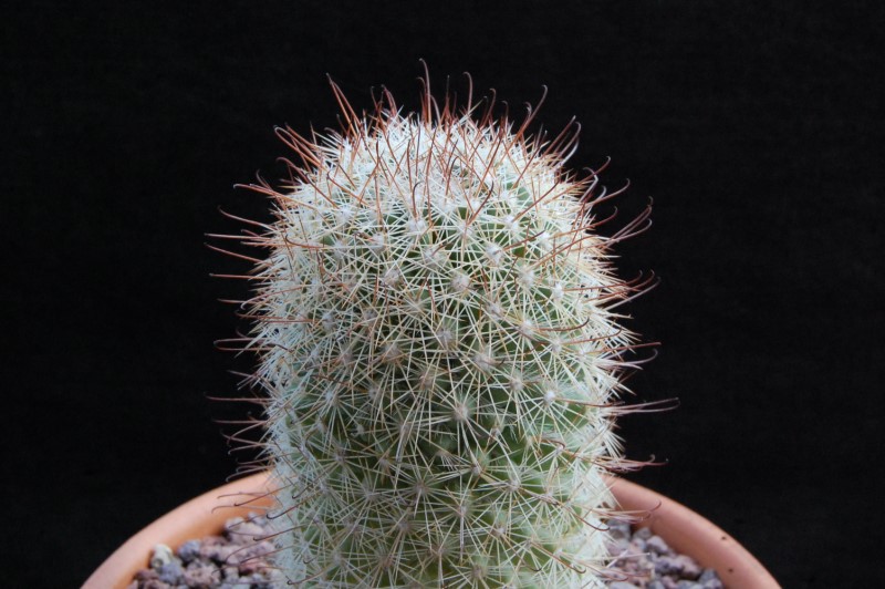 Mammillaria angelensis LAU 18