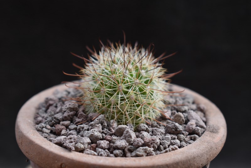 Mammillaria angelensis LAU 18