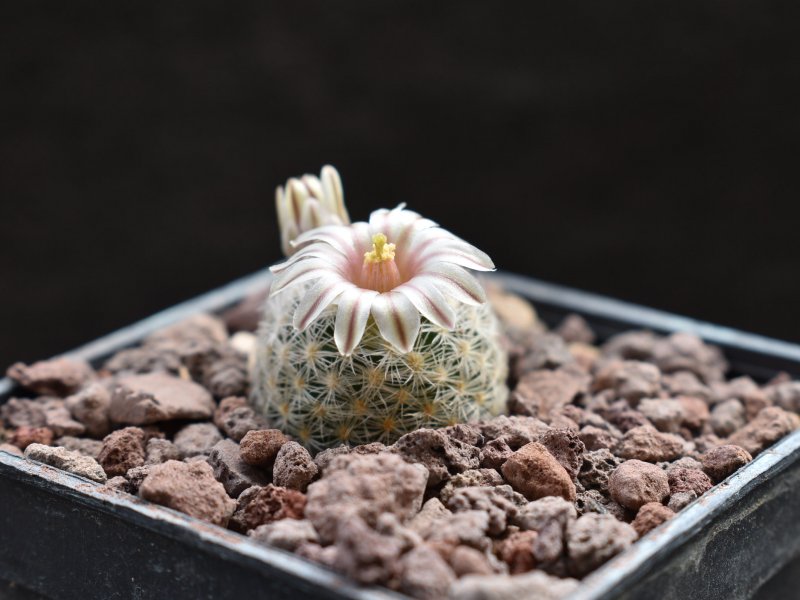 Mammillaria lasiacantha SB 398