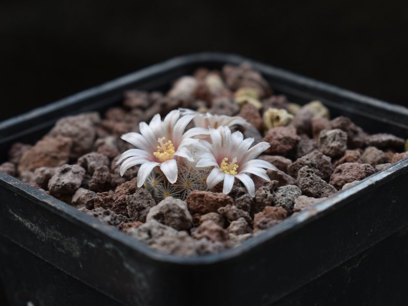 Mammillaria lasiacantha MK 69.209