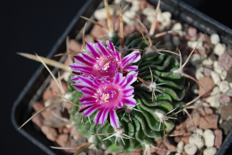 Stenocactus crispatus 