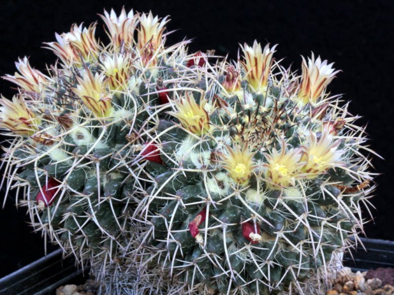 Mammillaria karwinskiana ssp. nejapensis 