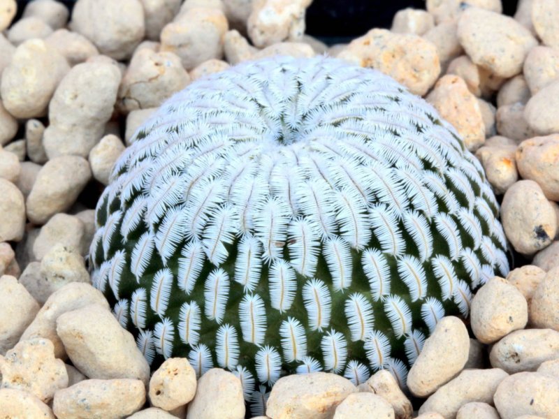 Mammillaria pectinifera 