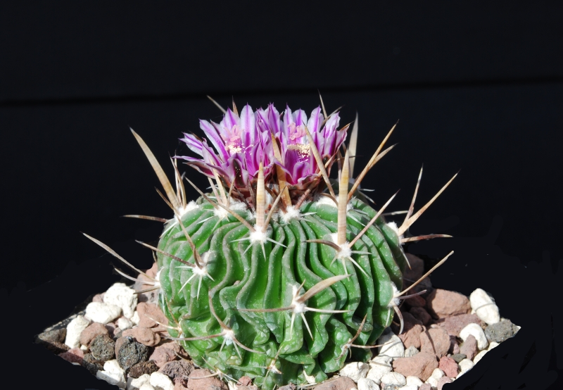 Stenocactus crispatus 