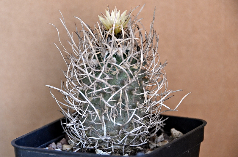 Turbinicarpus flaviflorus 