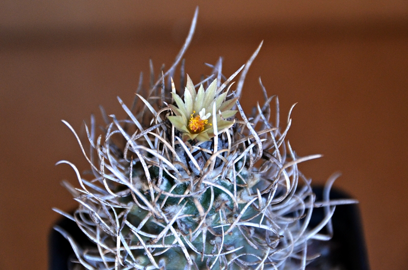 Turbinicarpus flaviflorus 