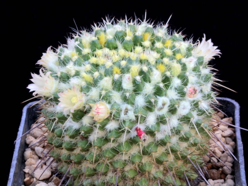 Mammillaria karwinskiana ssp. nejapensis 