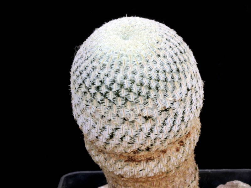 Mammillaria pectinifera 