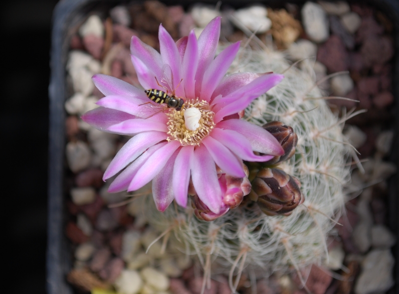 Gymnocalycium bruchii 