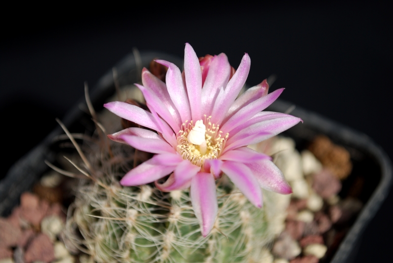 Gymnocalycium bruchii 