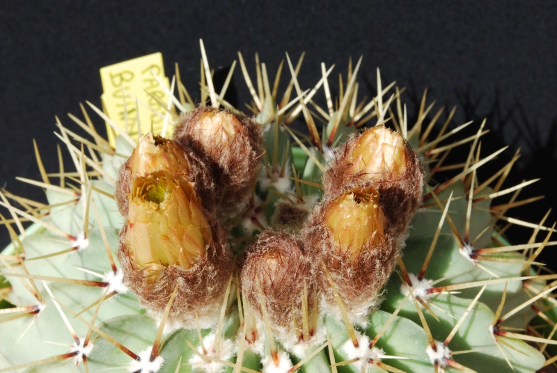Notocactus buiningii 