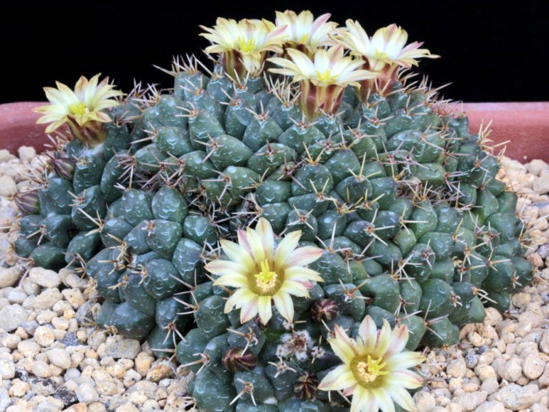 Mammillaria crassimammillis L 1069