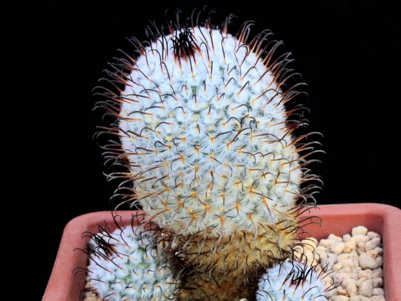 Mammillaria perezdelarosae 