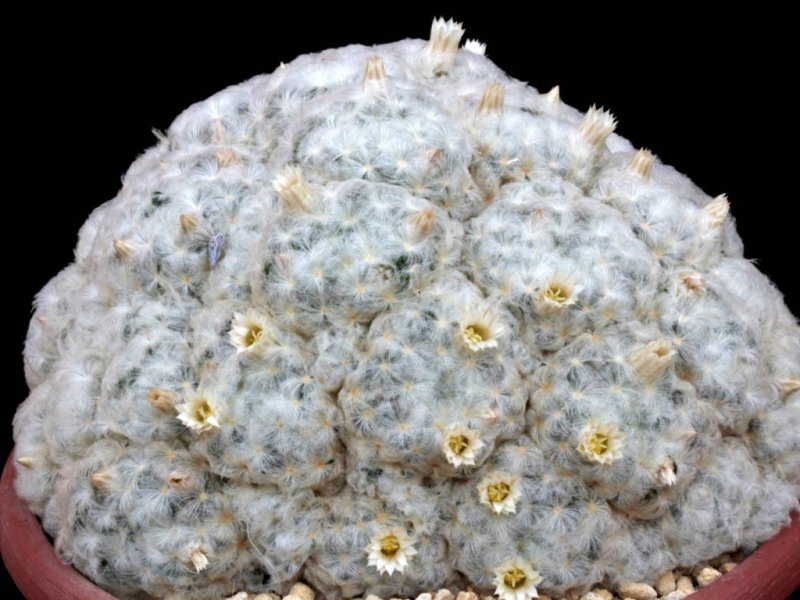 Mammillaria plumosa 