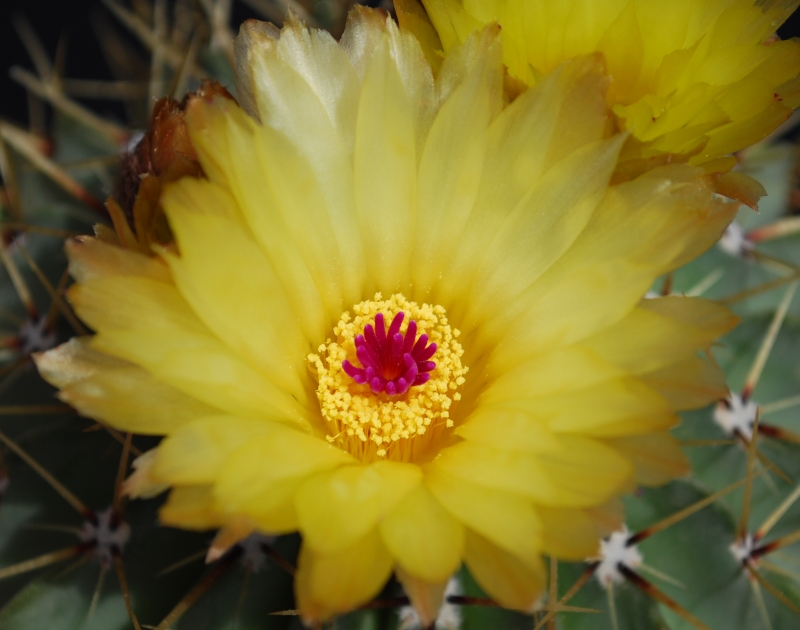 Notocactus buiningii 