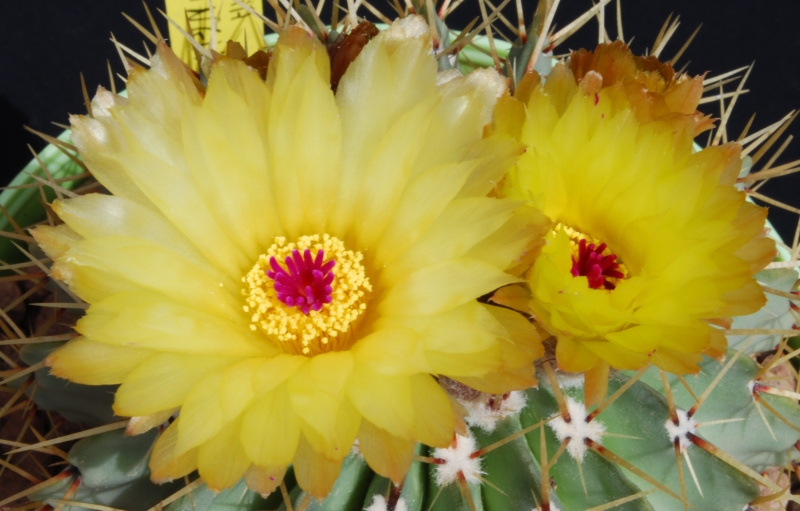 Notocactus buiningii 