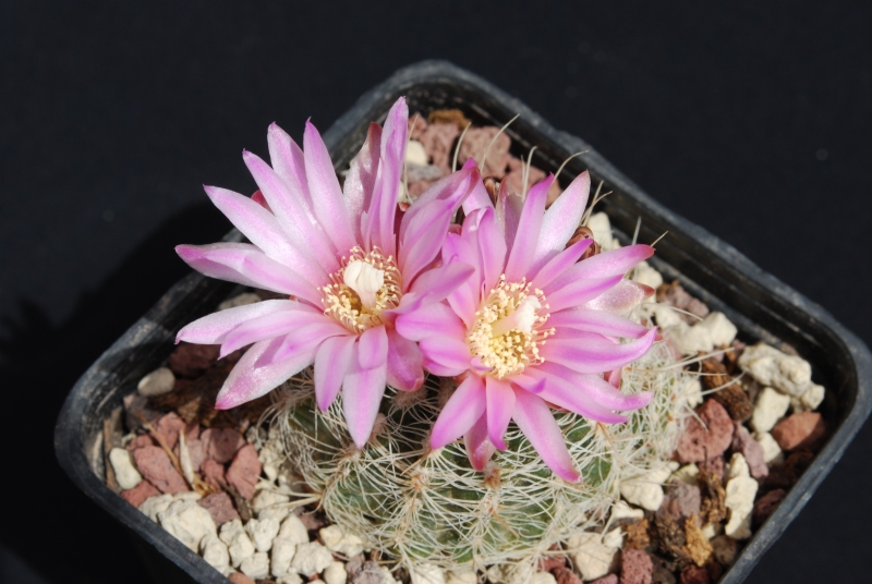 Gymnocalycium bruchii 