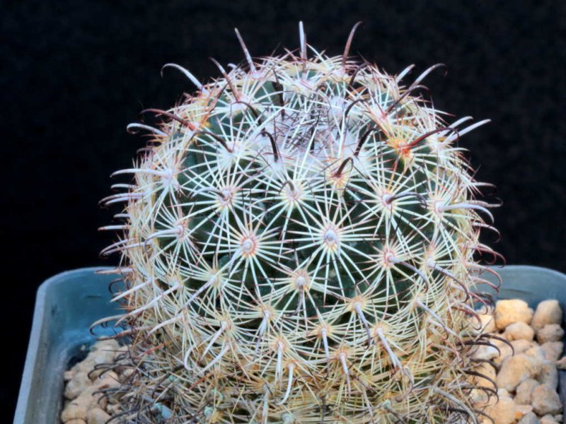 coryphantha palmeri