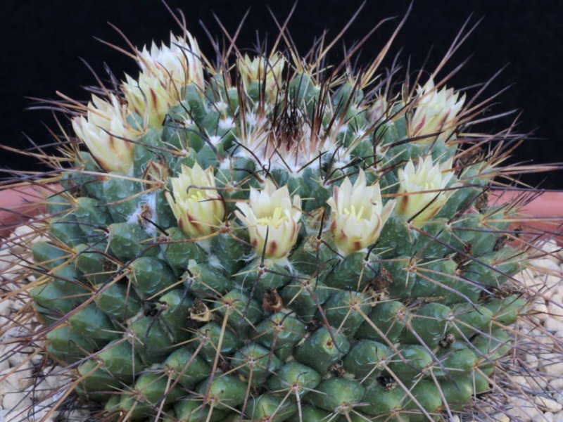 Mammillaria melanocentra ssp. linaresensis 