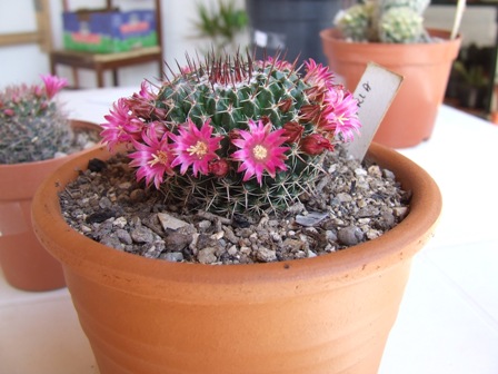 Mammillaria mystax 