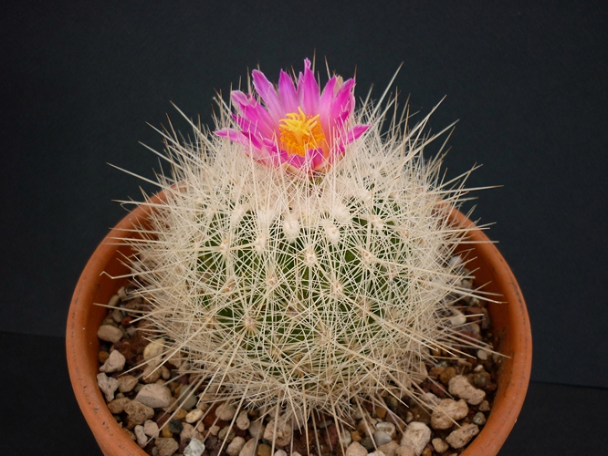 Thelocactus macdowellii 