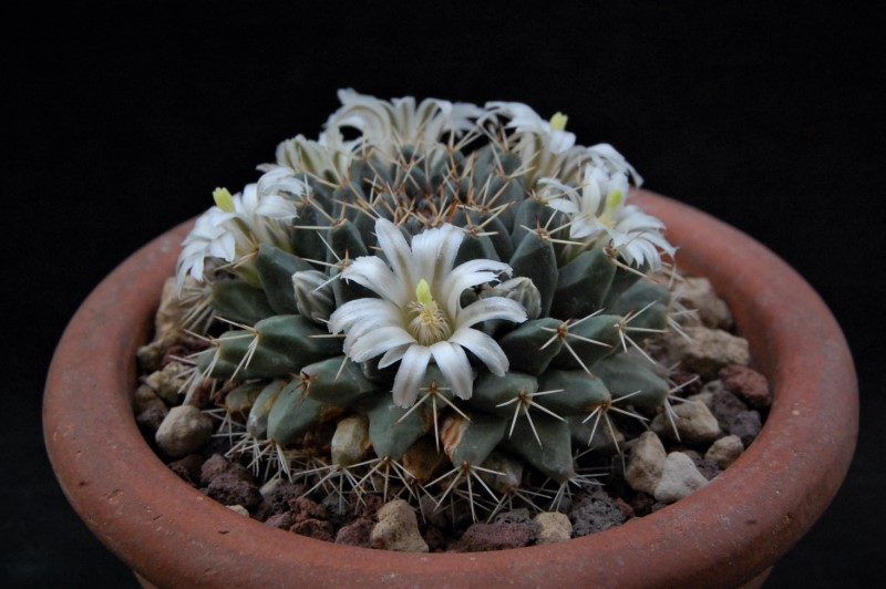 Mammillaria aff. roseoalba 