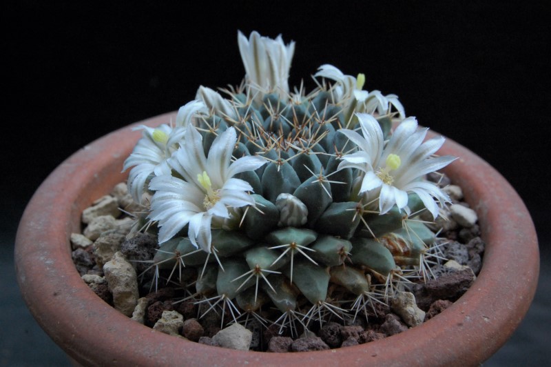 Mammillaria aff. roseoalba 