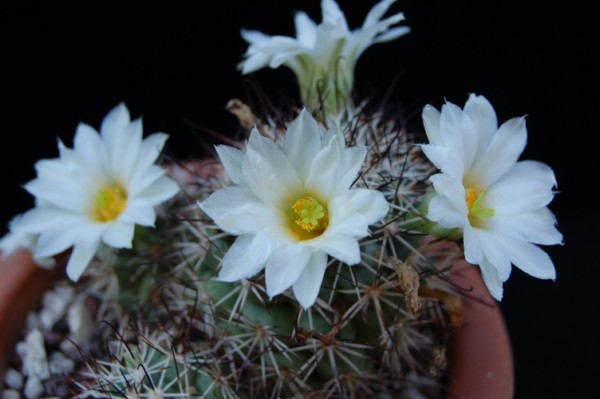 Mammillaria schumannii - fiore bianco 