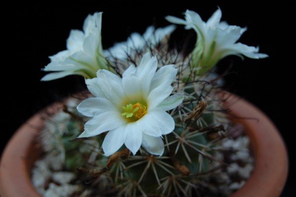 Mammillaria schumannii - fiore bianco 