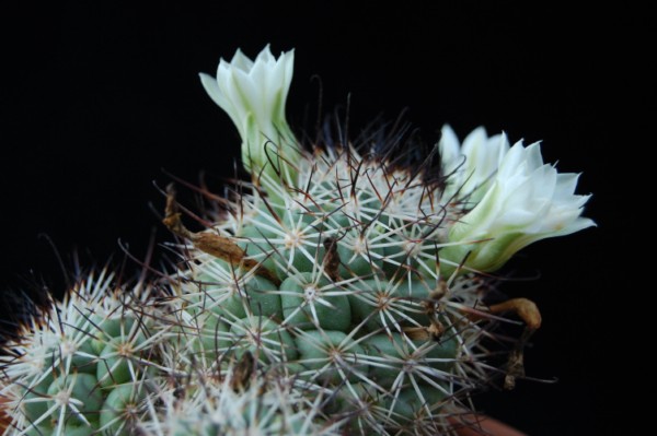 Mammillaria schumannii - fiore bianco 