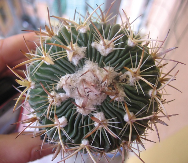 Echinofossulocactus erectocentrus 