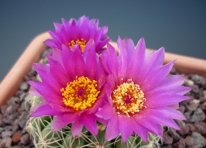 Parodia uebelmanniana 