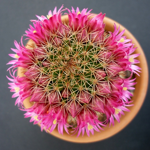 Mammillaria backebergiana 