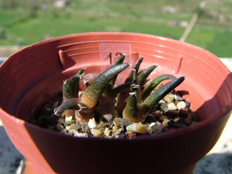 ariocarpus retusus v. elongatus