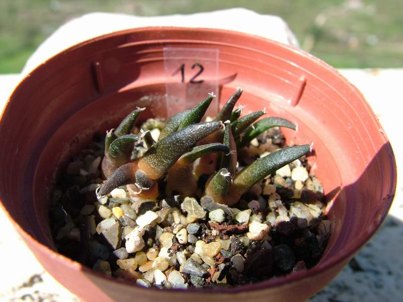 Ariocarpus retusus v. elongatus 