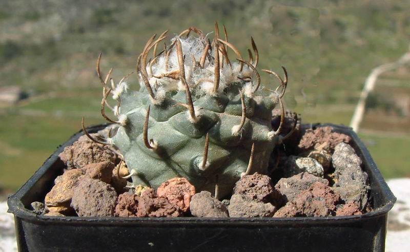 Turbinicarpus klinkerianus 