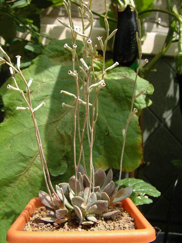 Adromischus trigynus 