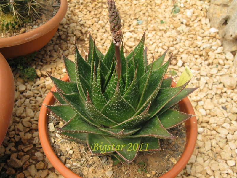 Aloe cv. cosmo 