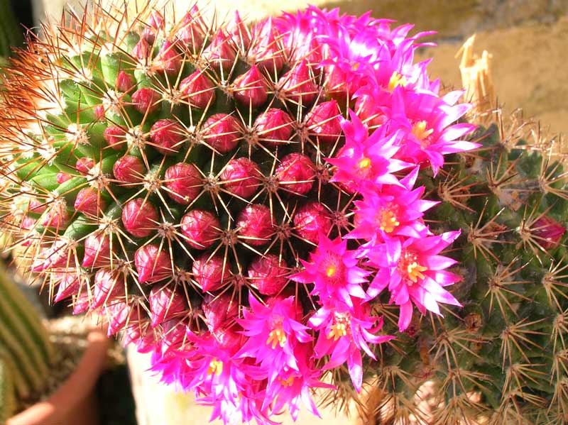 Mammillaria backebergiana 