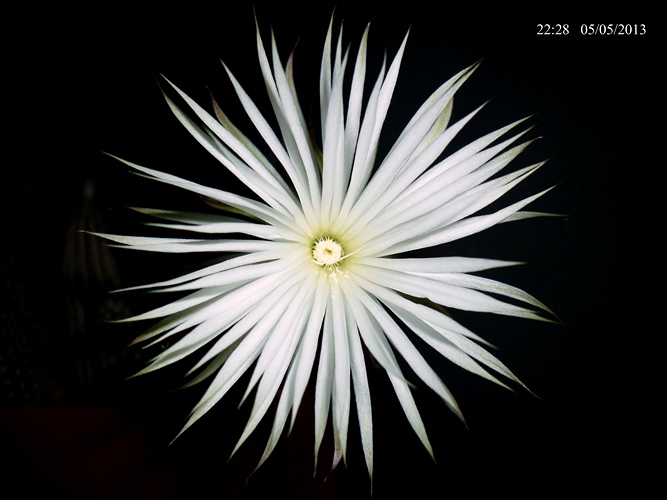 Setiechinopsis mirabilis 