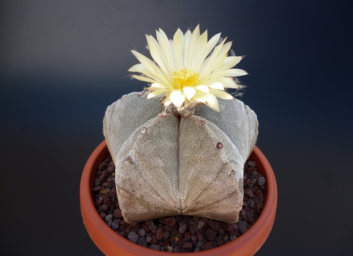 Astrophytum myriostigma 